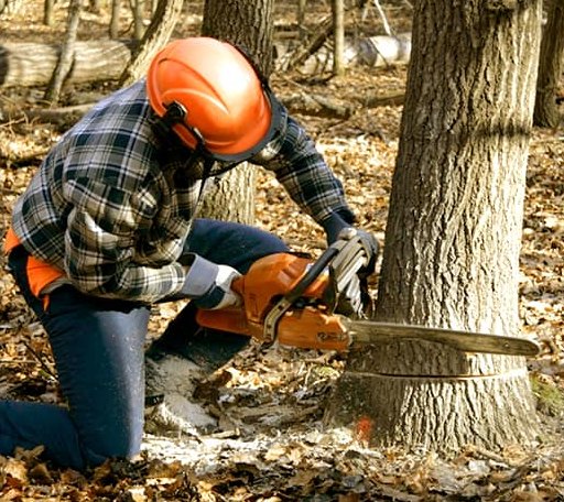Tree Removal in Willernie, MN